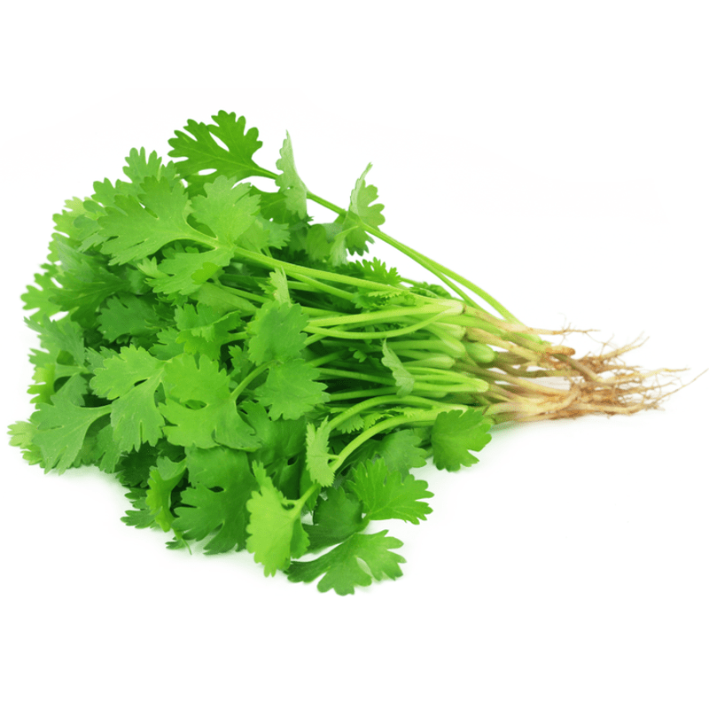 [504004] Atado de Cilantro Pz