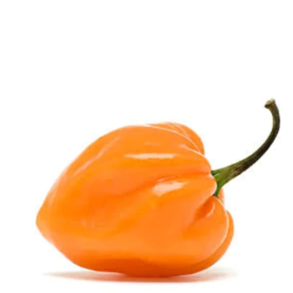 [504015] Chile Habanero Pz