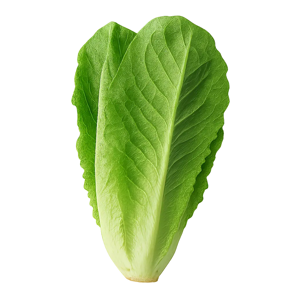 Lechuga Larga Orejona Pz