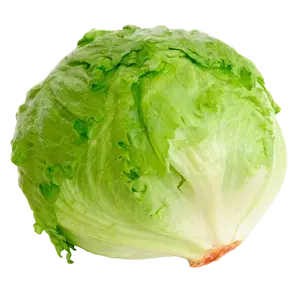 [504022] Lechuga Romana Pz