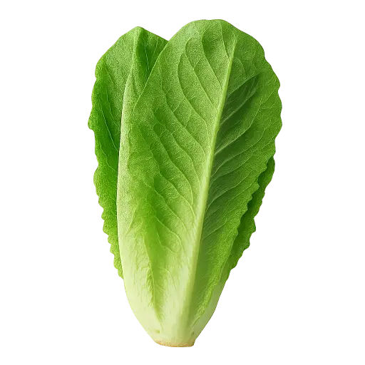 [504021] Lechuga Larga Orejona Pz